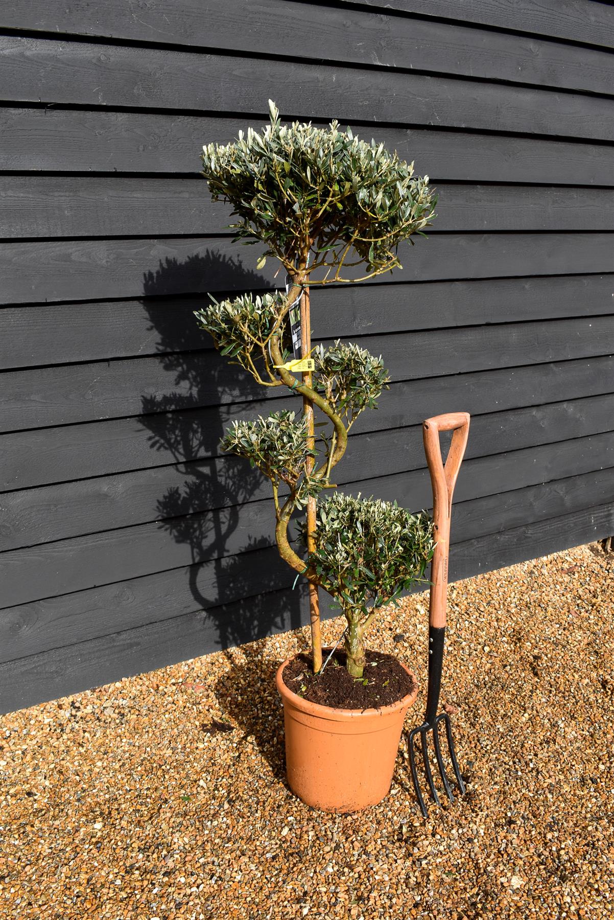 Olive Tree | Olea Europea - S-Shape Cloud - Height 120-130cm - 20lt