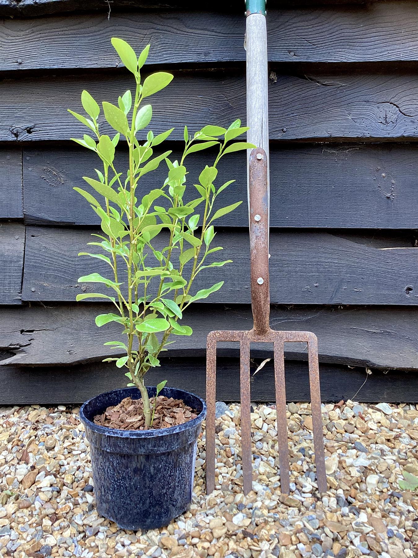 Griselinia littoralis - Shrub - 30-40cm - 3lt