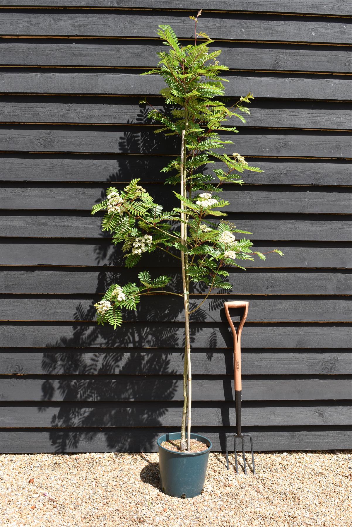 Sorbus 'Joseph Rock' | Mountain Ash 'Joseph Rock' - 200-250cm, 10lt