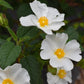 Cistus × hybridus corbariensis | Hybrid Rock Rose - 40-60cm - 10lt