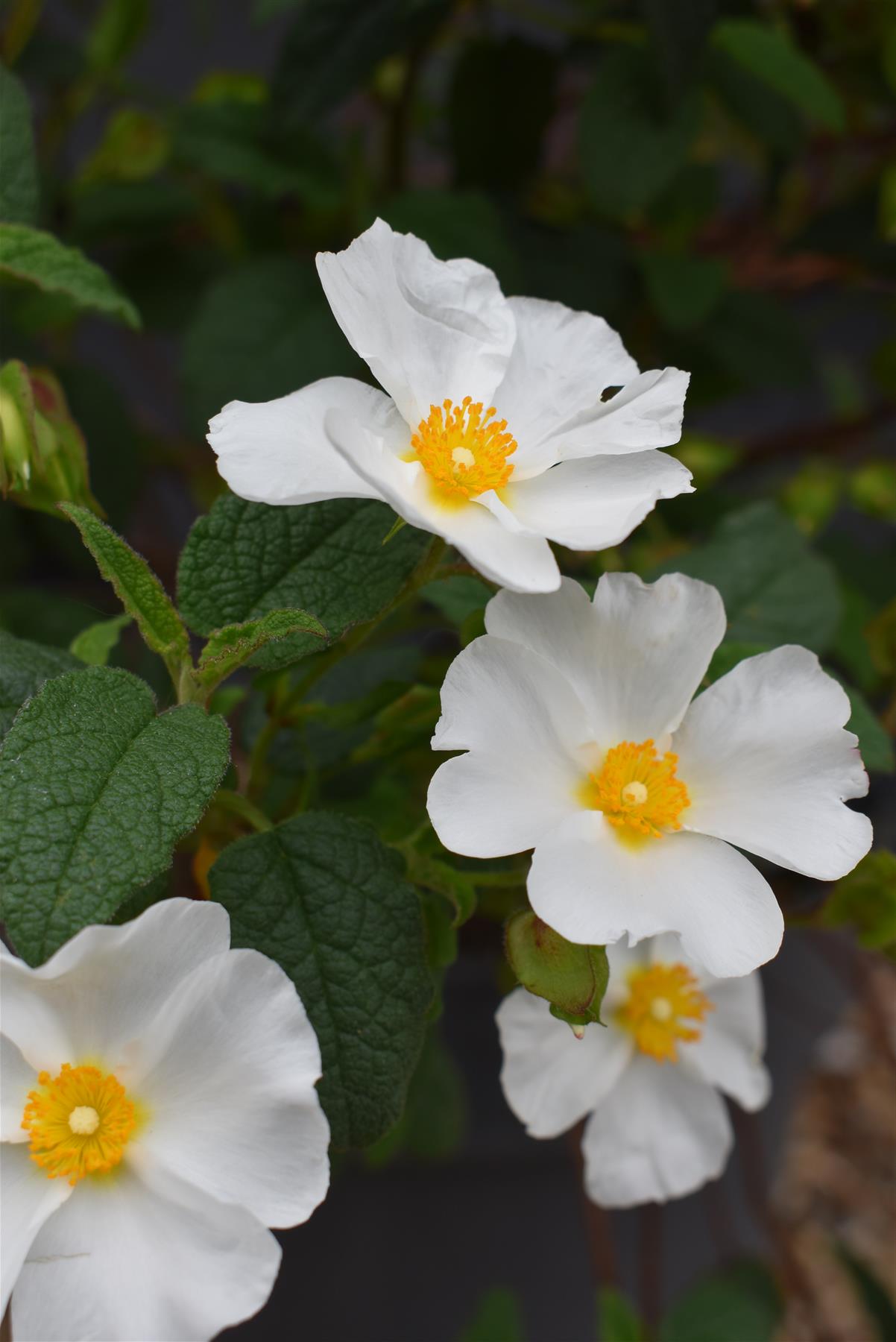 Cistus × hybridus corbariensis | Hybrid Rock Rose - 40-60cm - 10lt