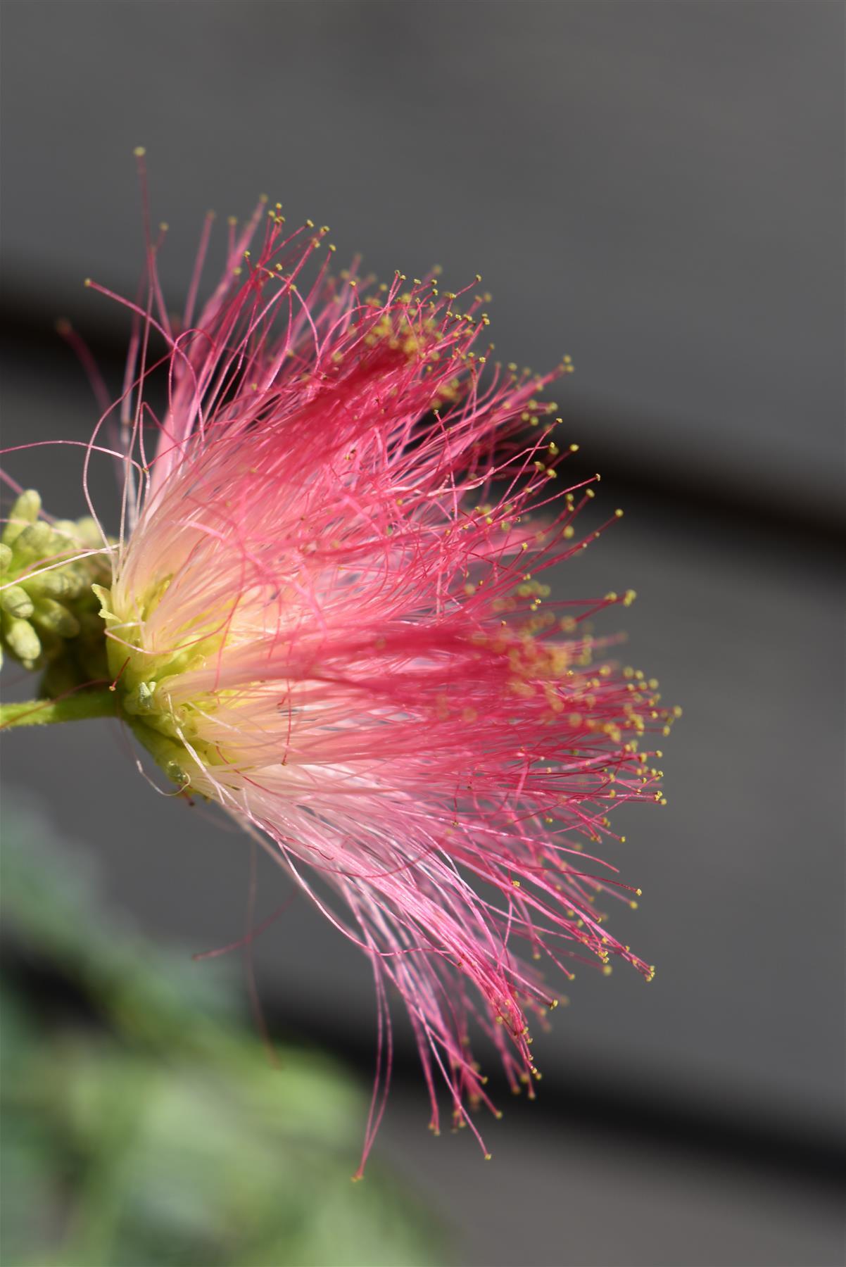 Albizia julibrissin 'Ombrella' | Silk Tree - Clear Stem - Height 160-210cm - Girth 12-14cm - 20lt