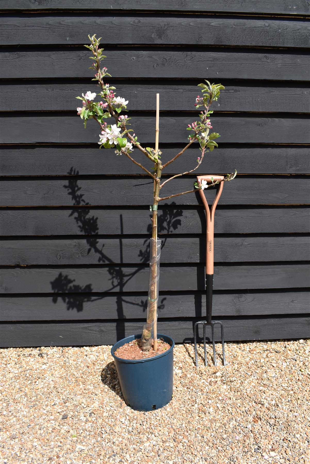 Apple tree 'Scrumptious' | Malus domestica - M26 - Dwarfing - 140-150cm - 10lt