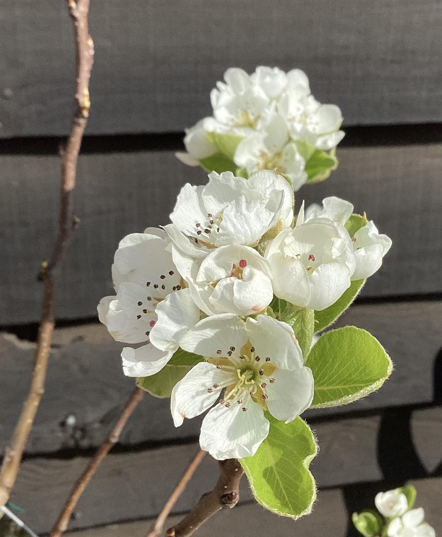 Pear 'Beth' | Pyrus communis - Height 120-150cm - 20lt