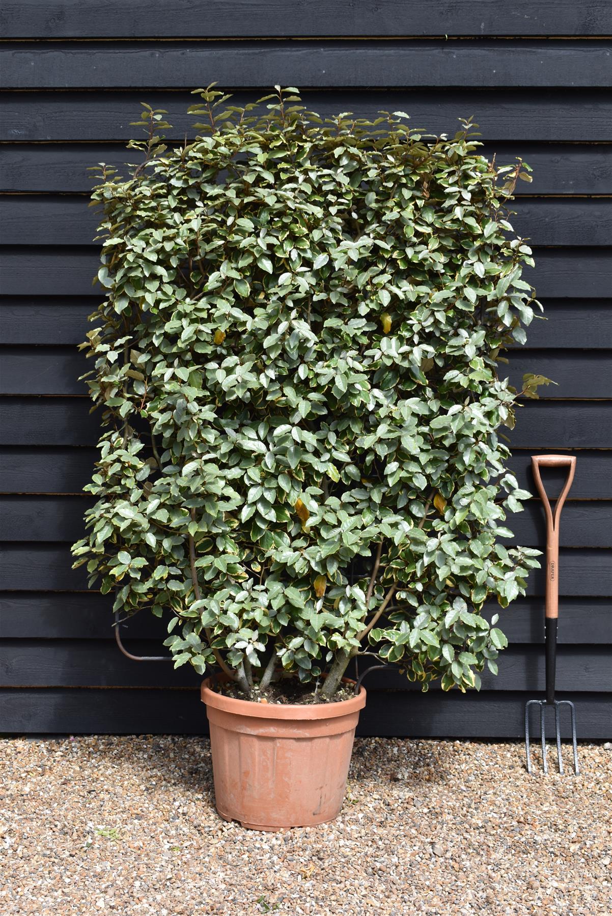 Elaeagnus ebbingei - Espalier/Pleached Metal Frame 140x100cm - 45lt