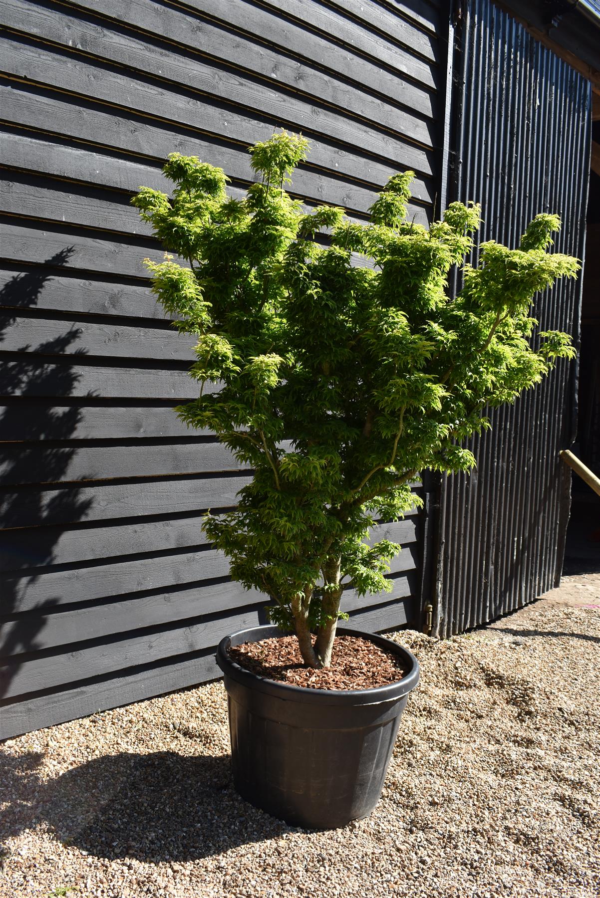 Acer palmatum 'Crispifolium' / 'Shishi-gashira' | Japanese maple Lion's Head - Girth 20cm - 190-200cm - 130lt