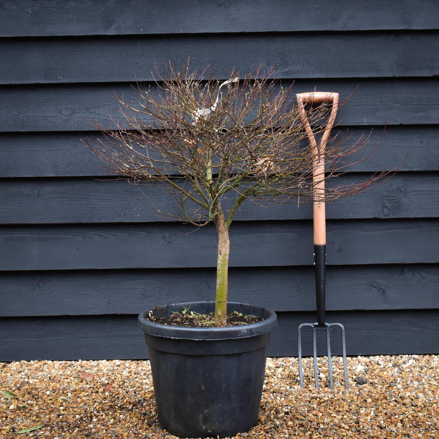 Japanese Maple | Acer palmatum Kiyohime - Stem 40cm - Height 70-80cm - 30lt