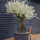 Olive Tree |Olea Europea - Specimen - Straight crown gnarly - Trunk height 90cm - Height 180-200cm - Girth 135cm - 375lt