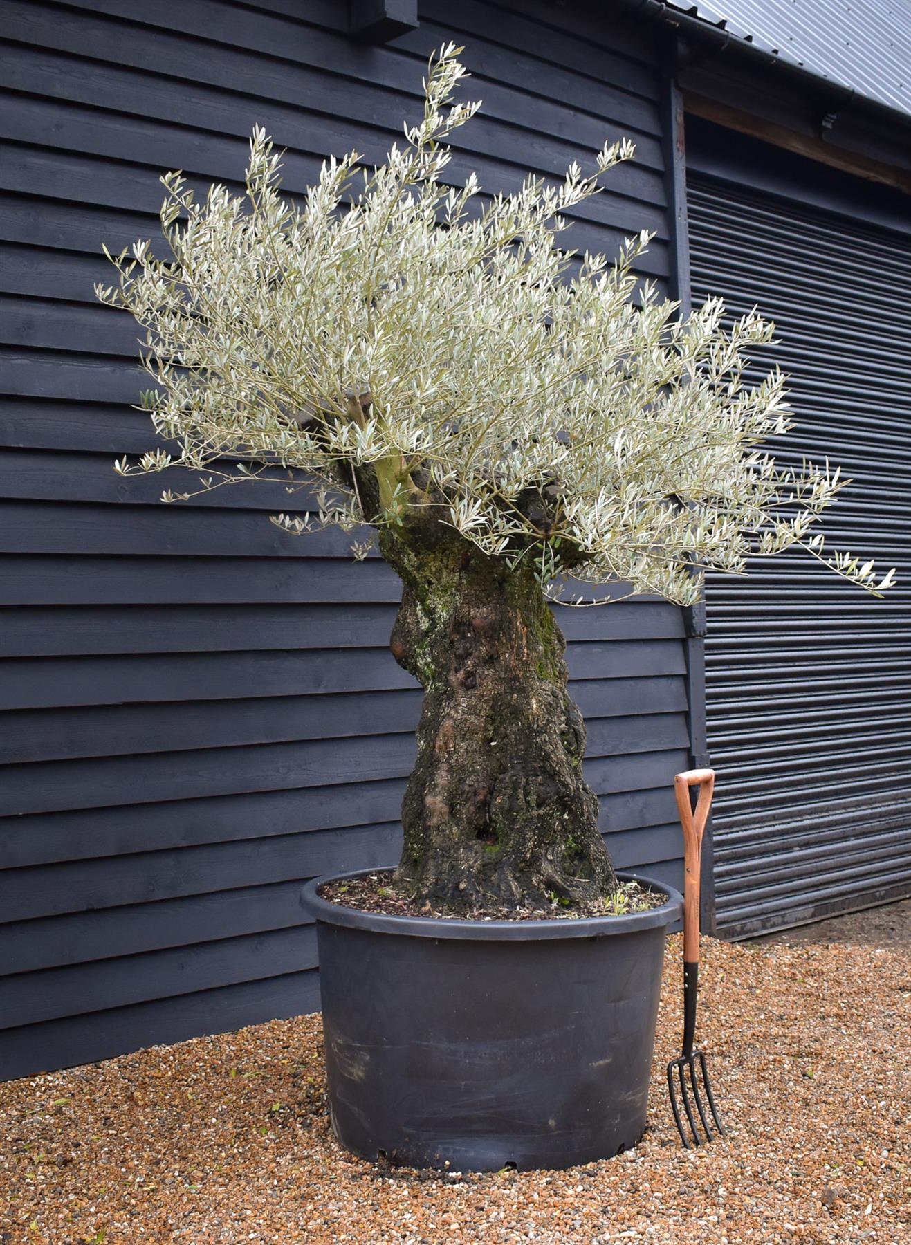 Olive Tree |Olea Europea - Specimen - Straight crown gnarly - Trunk height 90cm - Height 180-200cm - Girth 135cm - 375lt