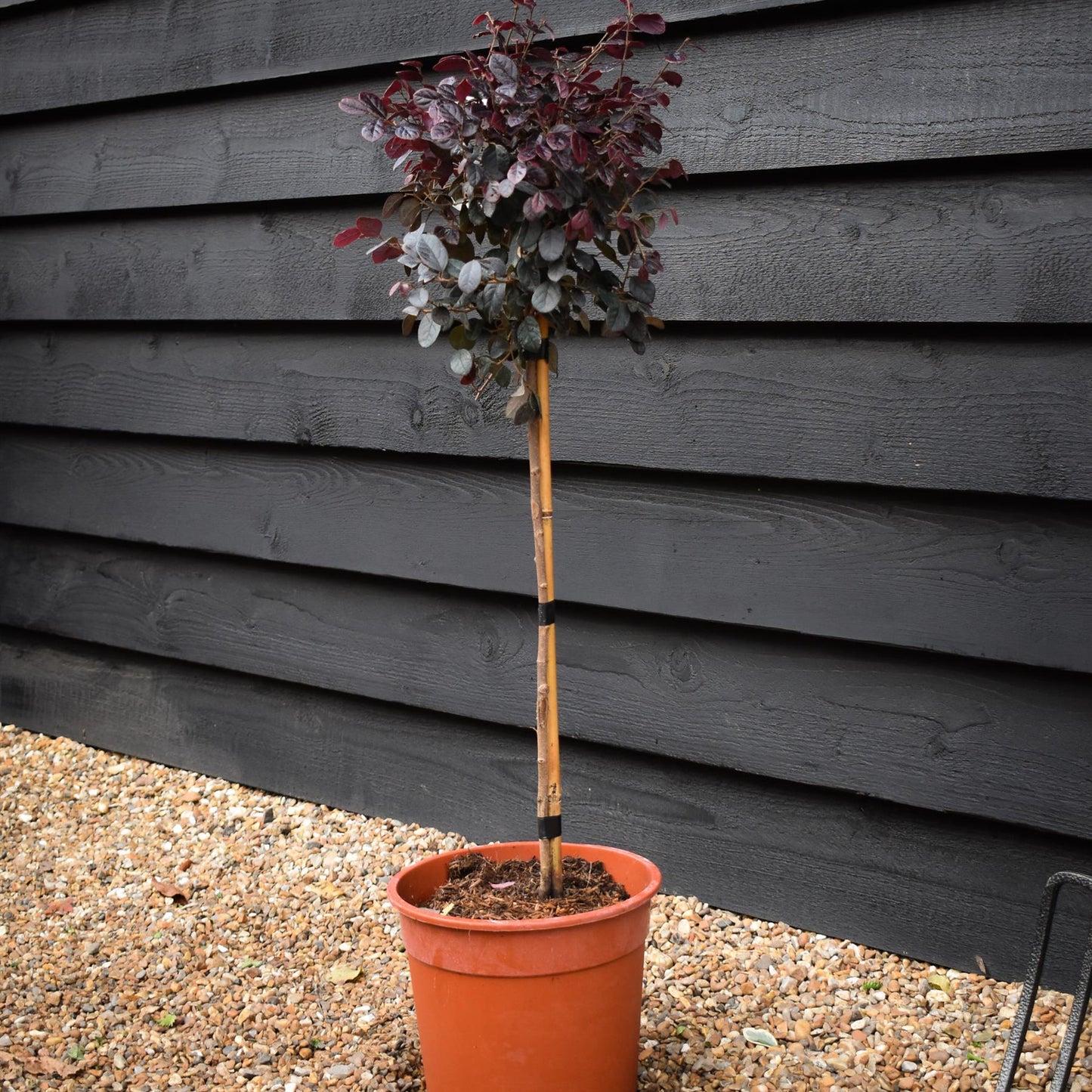 Loropetalum chinense 'Ever Red' | Chinese Fringe Flower -  Clear Ministem - Height 100cm - 7lt