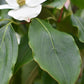 Cornus kousa 'China Girl' | Dogwood  - Bush - Large Shrub - Height 160-180cm - 90lt