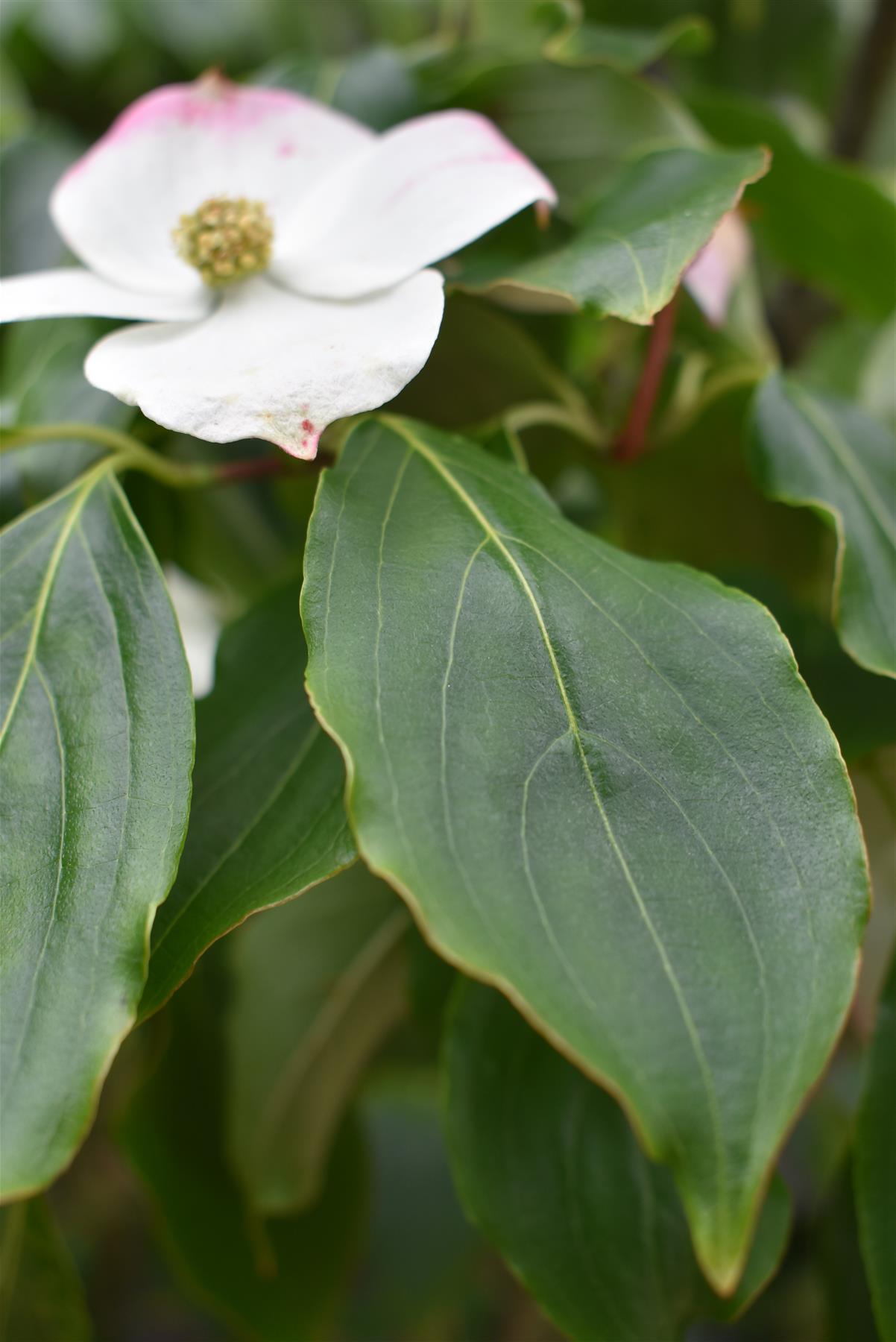 Cornus kousa 'China Girl' | Dogwood  - Bush - Large Shrub - Height 160-180cm - 90lt