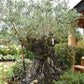 Olive Tree | Olea Europea 1/2 Std - 255-265cm, 500lt