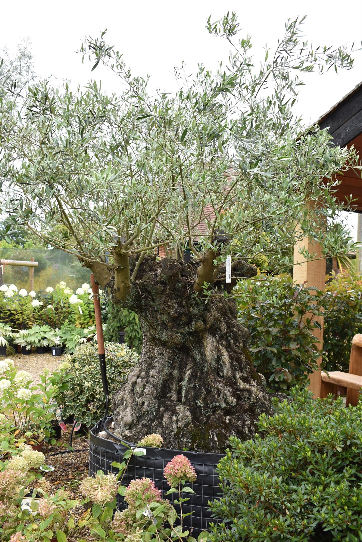 Olive Tree | Olea Europea 1/2 Std - 255-265cm, 500lt