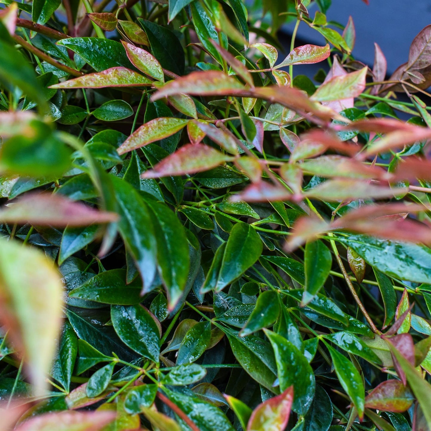 Nandina domestica | Heavenly Bamboo - Height 50-70cm - 9lt