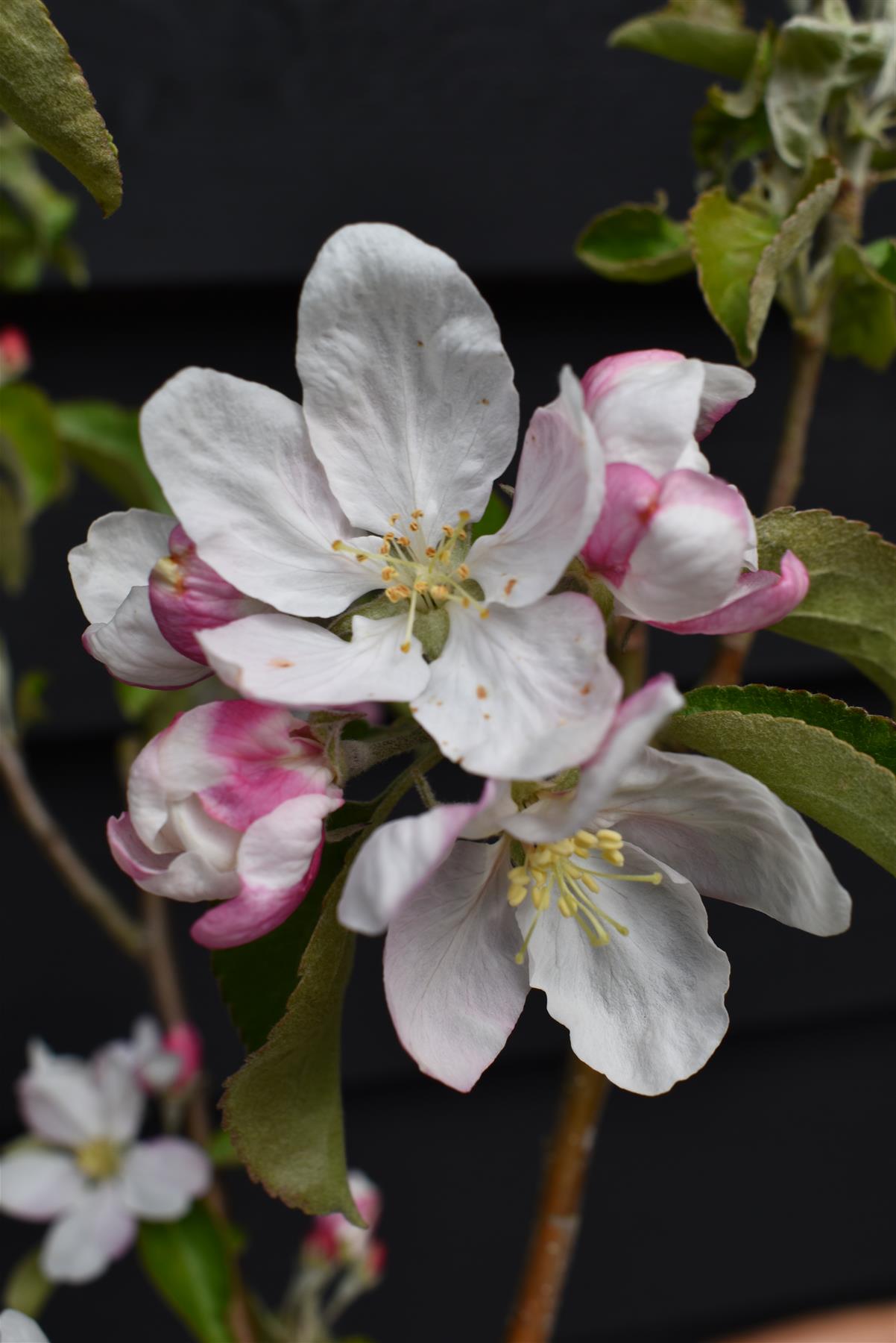 Apple tree 'Granny Smith' | Malus domestica  - 150-160cm - 10lt