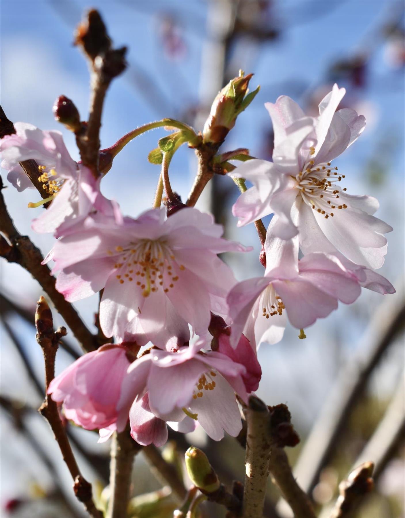 Prunus subhirtella Autumnalis Rosea| Winter-Flowering Cherry 'Autumnalis Rosea' - Half Standard - 180-210cm - 25lt