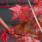 Acer palmatum 'Beni-maiko' | Japanese maple 'Beni-maiko' - Bushy - 110-140cm - 15lt