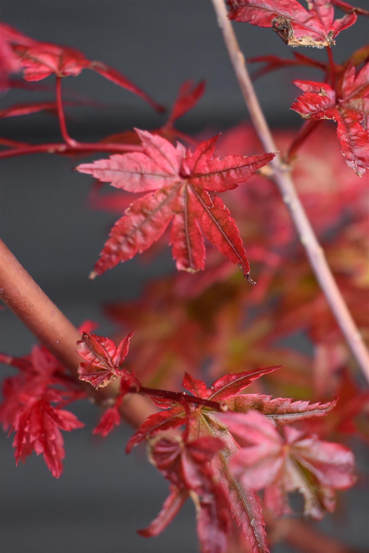 Acer palmatum 'Beni-maiko' | Japanese maple 'Beni-maiko' - Bushy - 110-140cm - 15lt