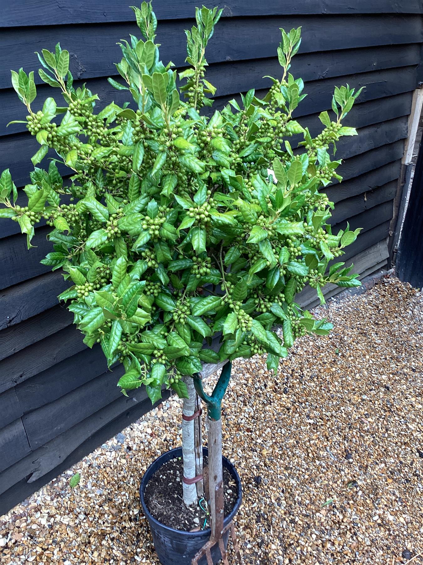 Ilex 'Nellie R. Stevens' | Holly - Clear Stem 80-90cm - Height 140-150cm - 35lt