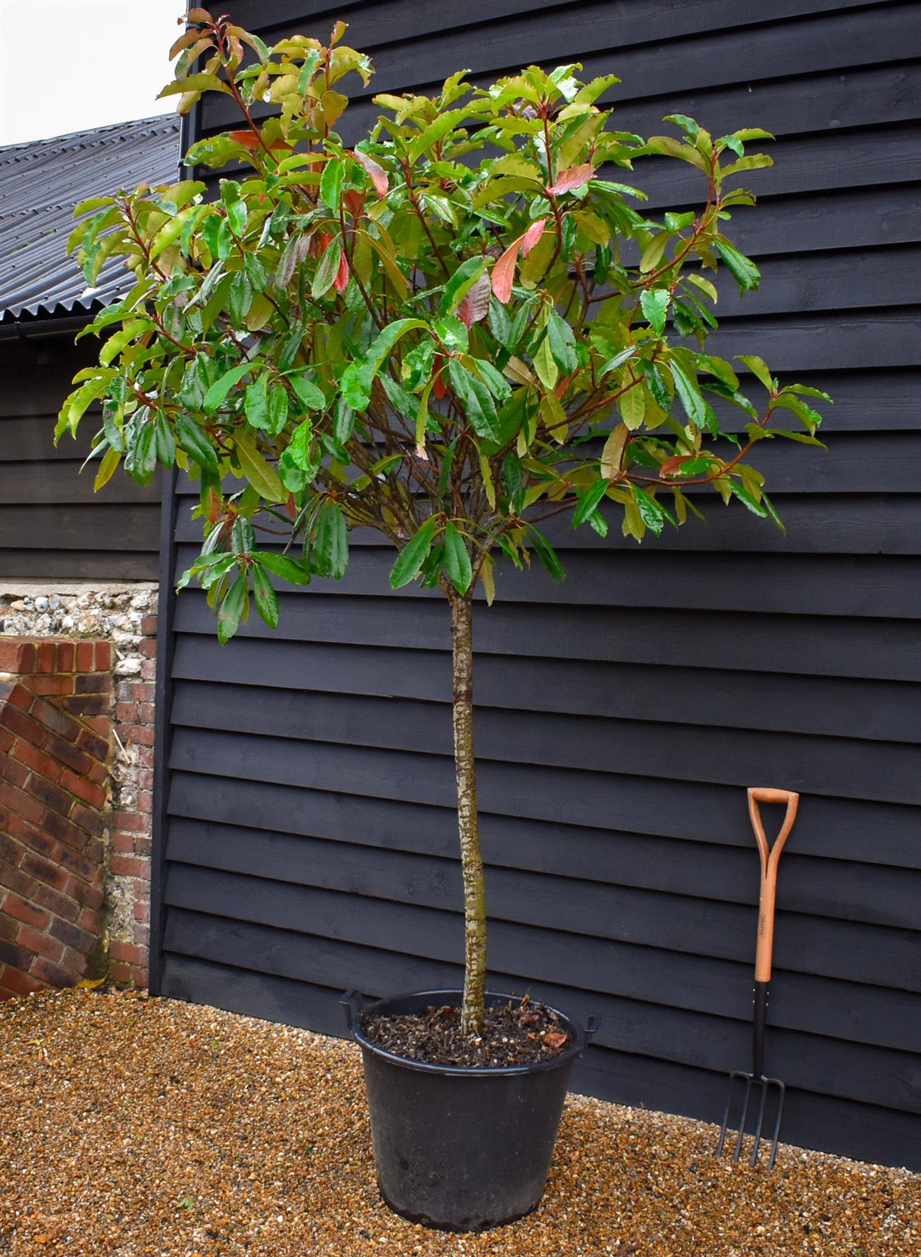 Photinia serratifolia Crunchy | Potinia 'Crunchy' Tree - Clear Stem 100cm - Girth 14-15cm - Height 160-180cm - 45lt