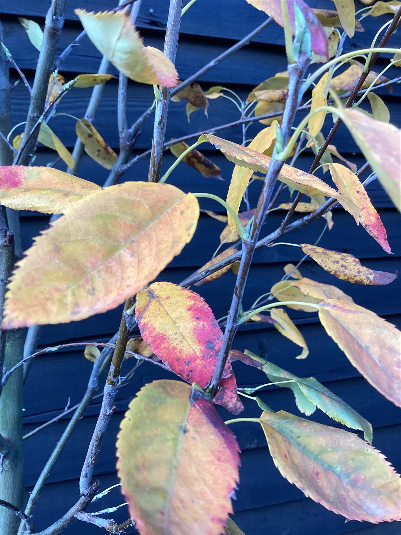 Amelanchier x grandiflora 'Robin Hill' - Clear Stem - Standard - Girth 8-10cm - 310-320cm - 35lt