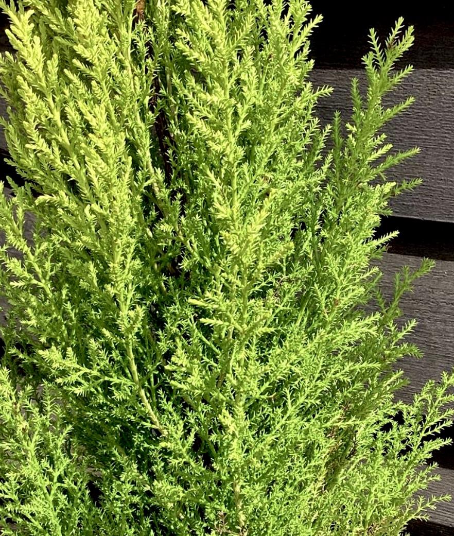 Cupressus macrocarpa 'Goldcrest Wilma' - 55-60cm - 3lt