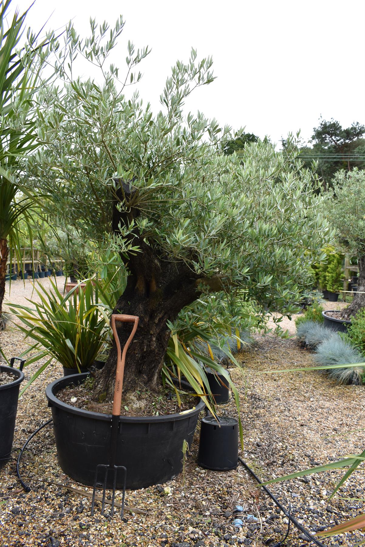 Olive Tree | Olea Europea 1/2 Standard 123cm girth - 175-185cm, 240lt