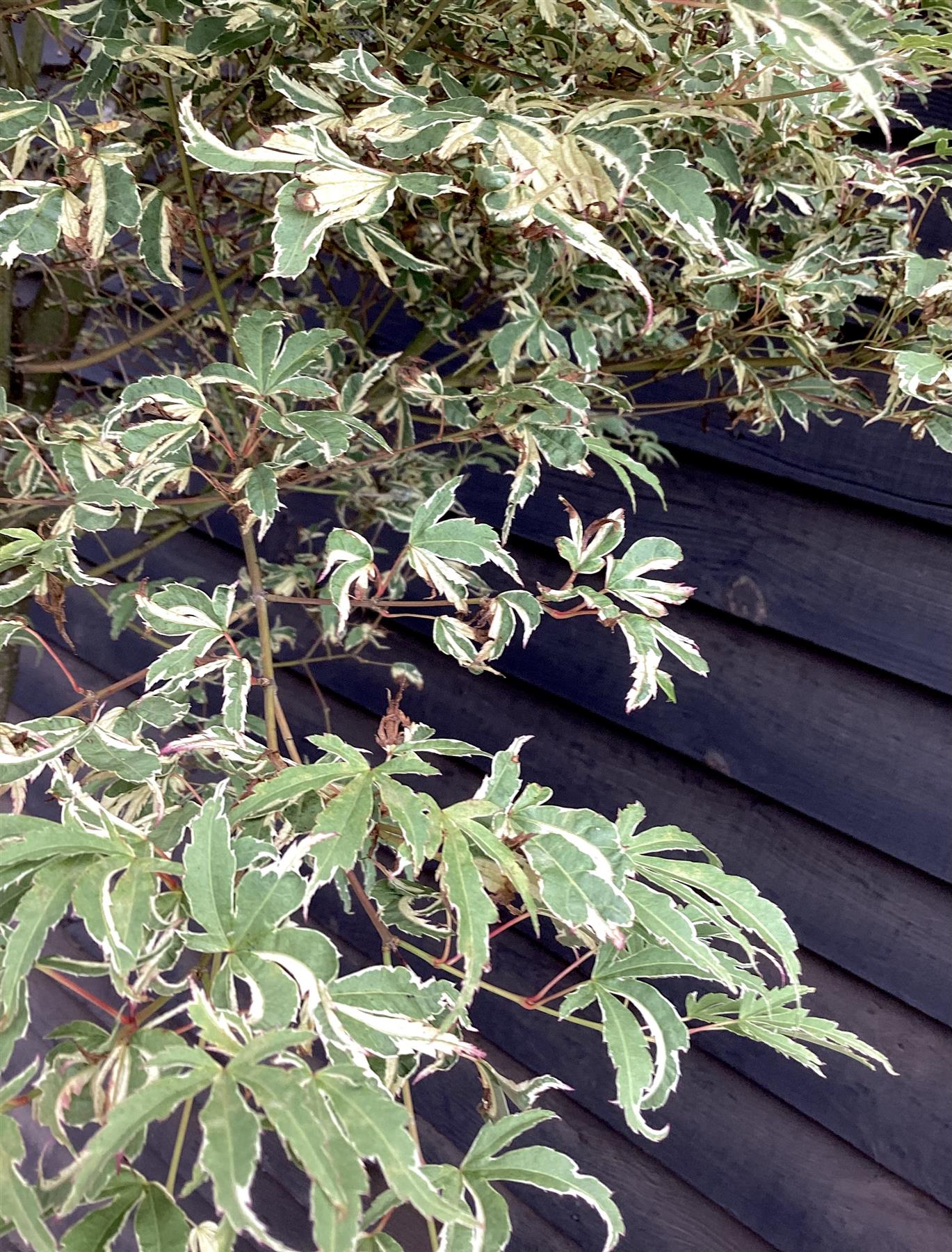 Acer palmatum 'Kagiri-nishiki' | Japanese maple 'Kagiri-nishiki' - 250-300cm, 90lt