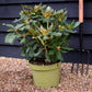 Rhododendron 'Double Dots' - Shrub - Height 50-70cm - 10lt