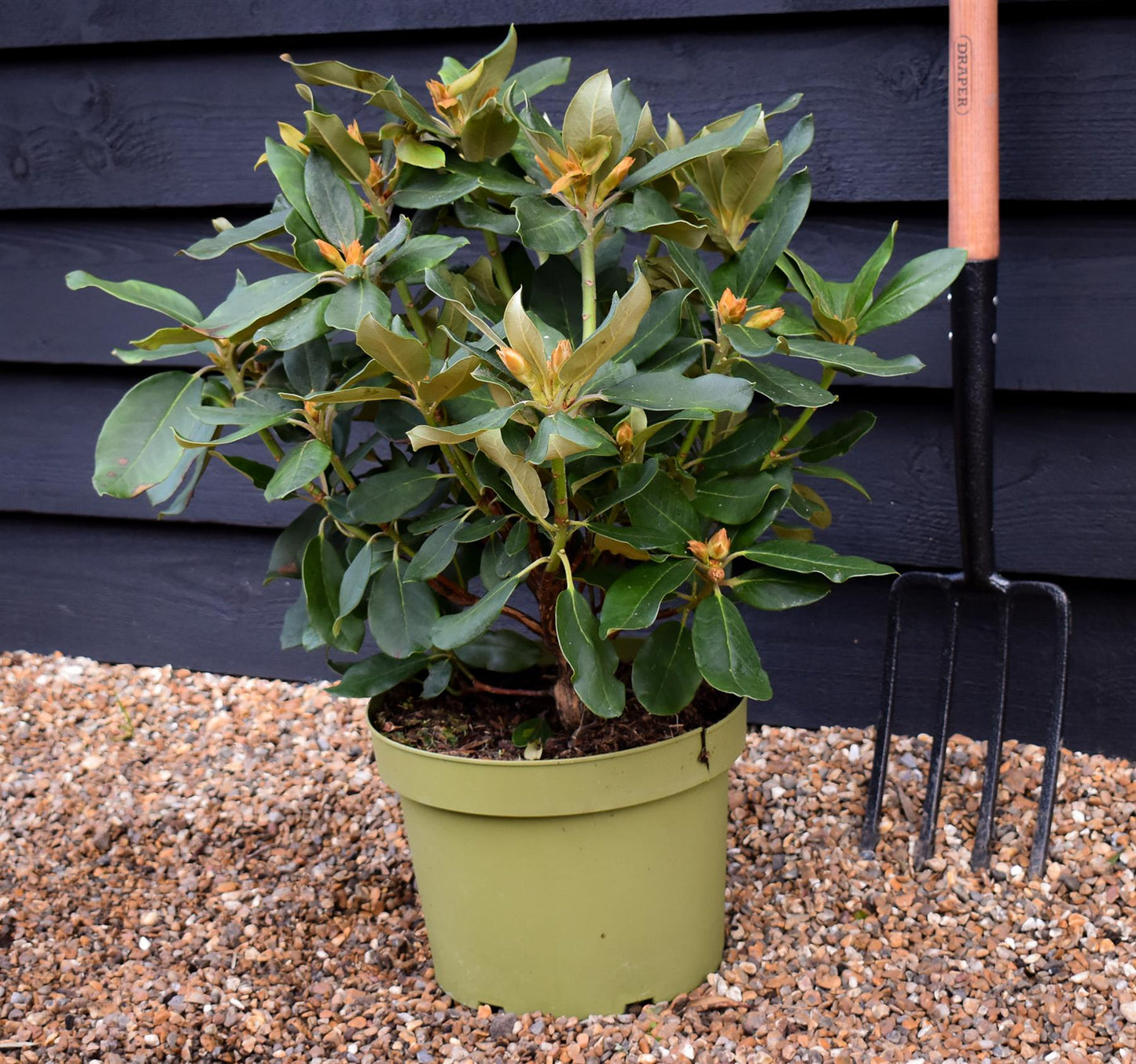 Rhododendron 'Double Dots' - Shrub - Height 50-70cm - 10lt