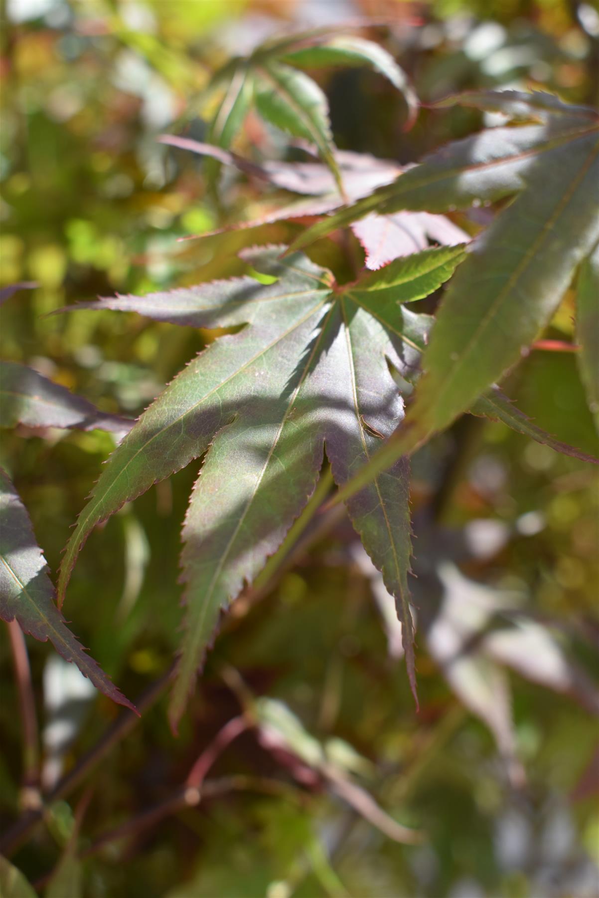 Acer palmatum 'Atropurpureum' | Purple Japanese maple - Bushy - 200-220cm - 130lt