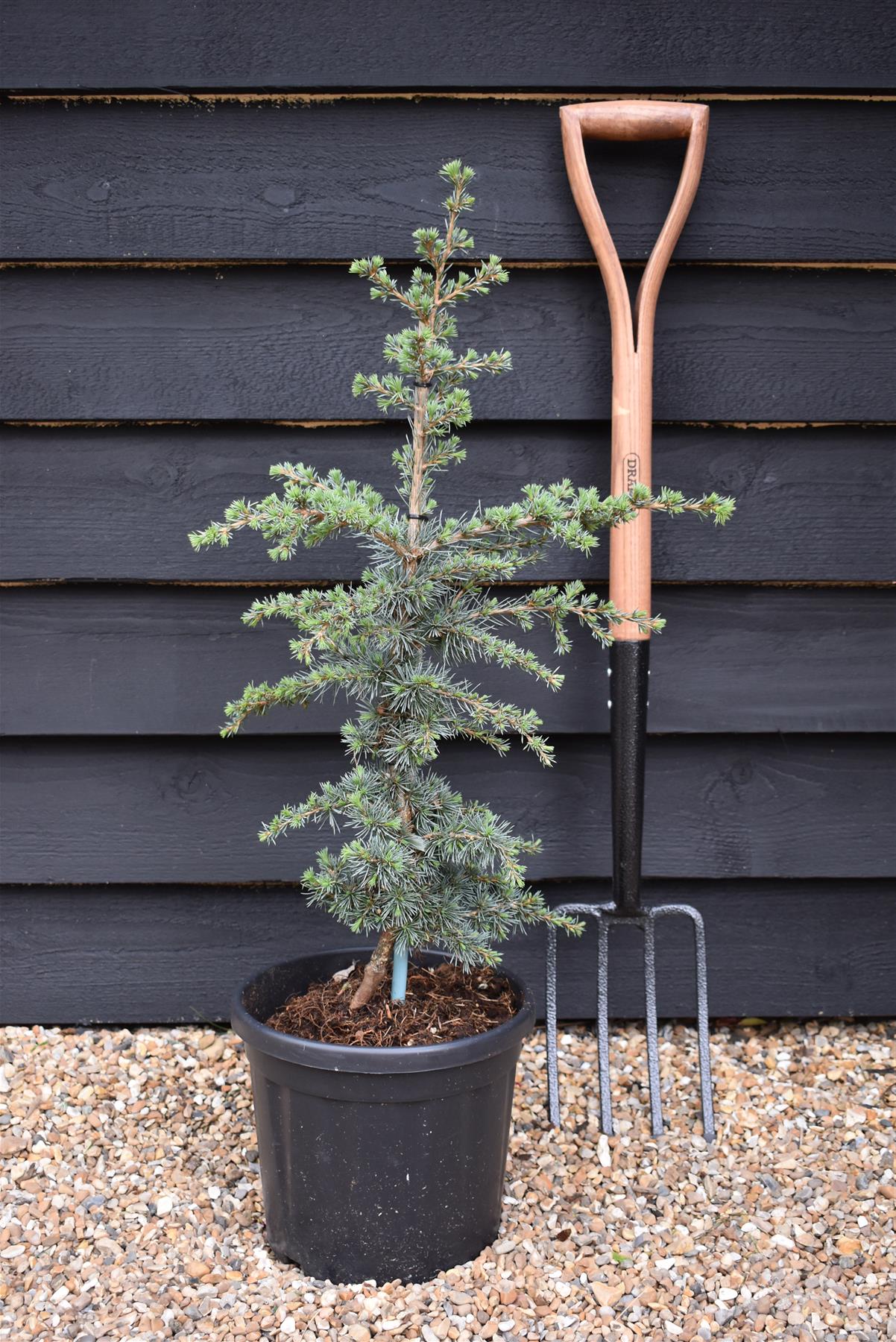 Cedrus libani atlantica 'Saphire Nymph' | Atlas Cedar 'Saphire Nymph'   - Height 70-80cm - Width 30-40cm - 8lt