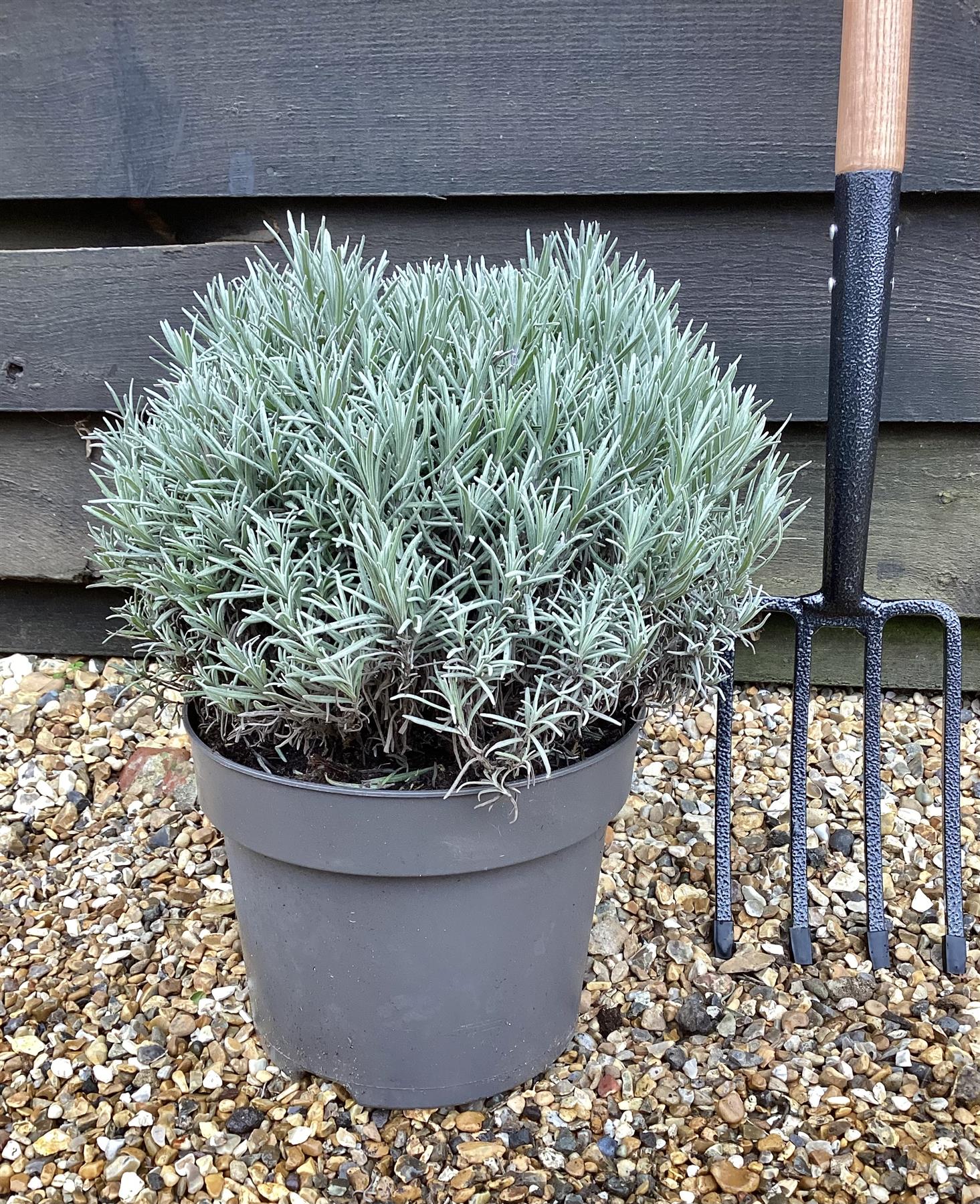 English lavender | Lavandula angustifolia Munstead - 10lt