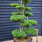 Ilex Crenata Blondie| Japanese Holly Cloud Tree - Bonsai - 200cm - 14 Clouds - 230lt