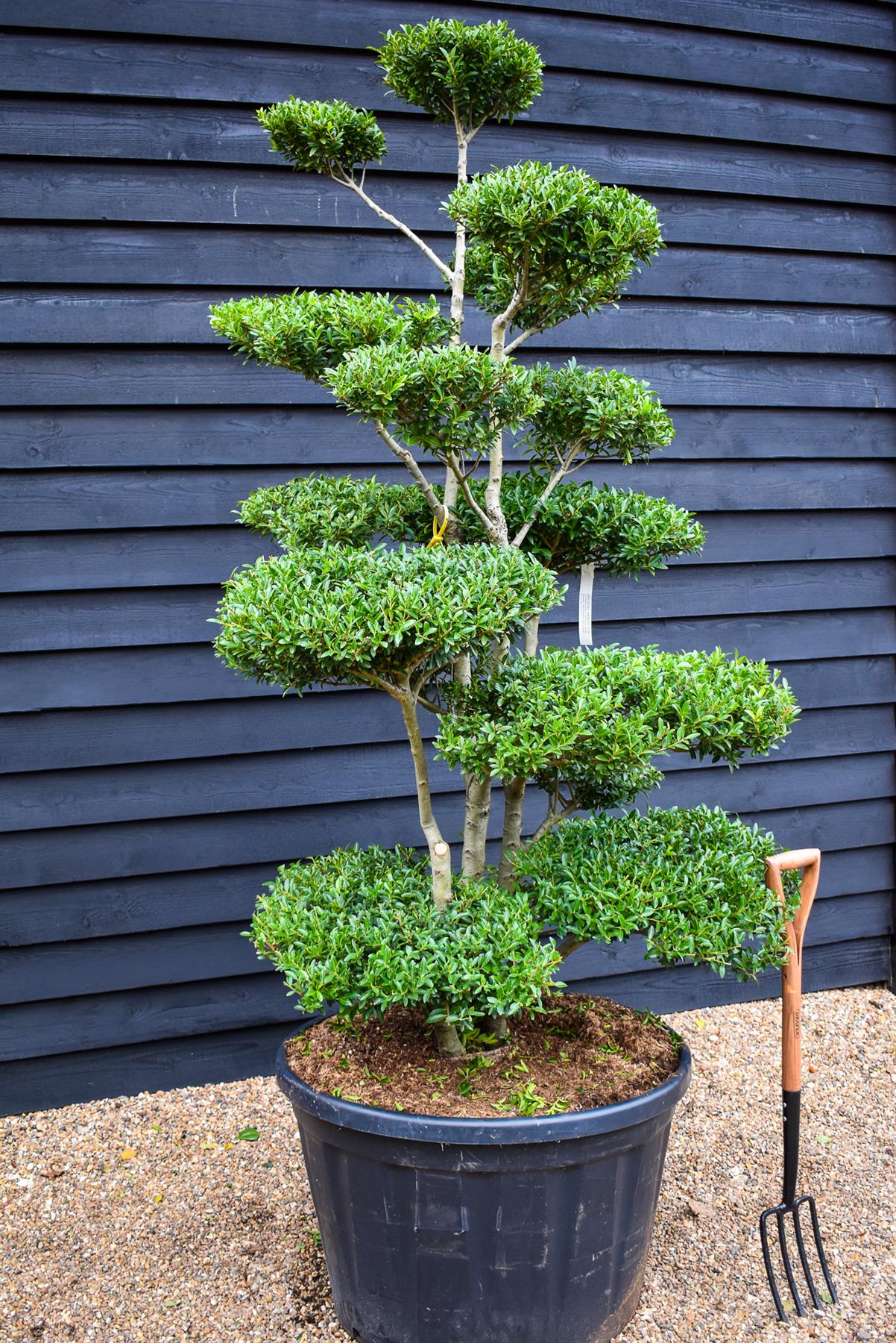 Ilex Crenata Blondie| Japanese Holly Cloud Tree - Bonsai - 200cm - 14 Clouds - 230lt