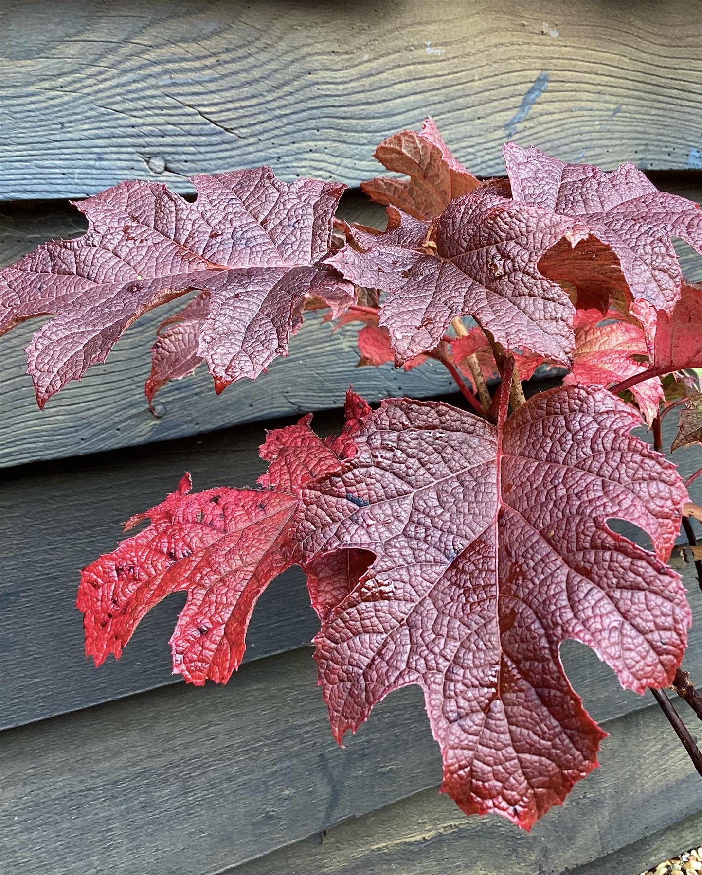 Hydrangea quercifolia Ruby Slippers Oak Leaf Hydrangea 60 80cm 10lt