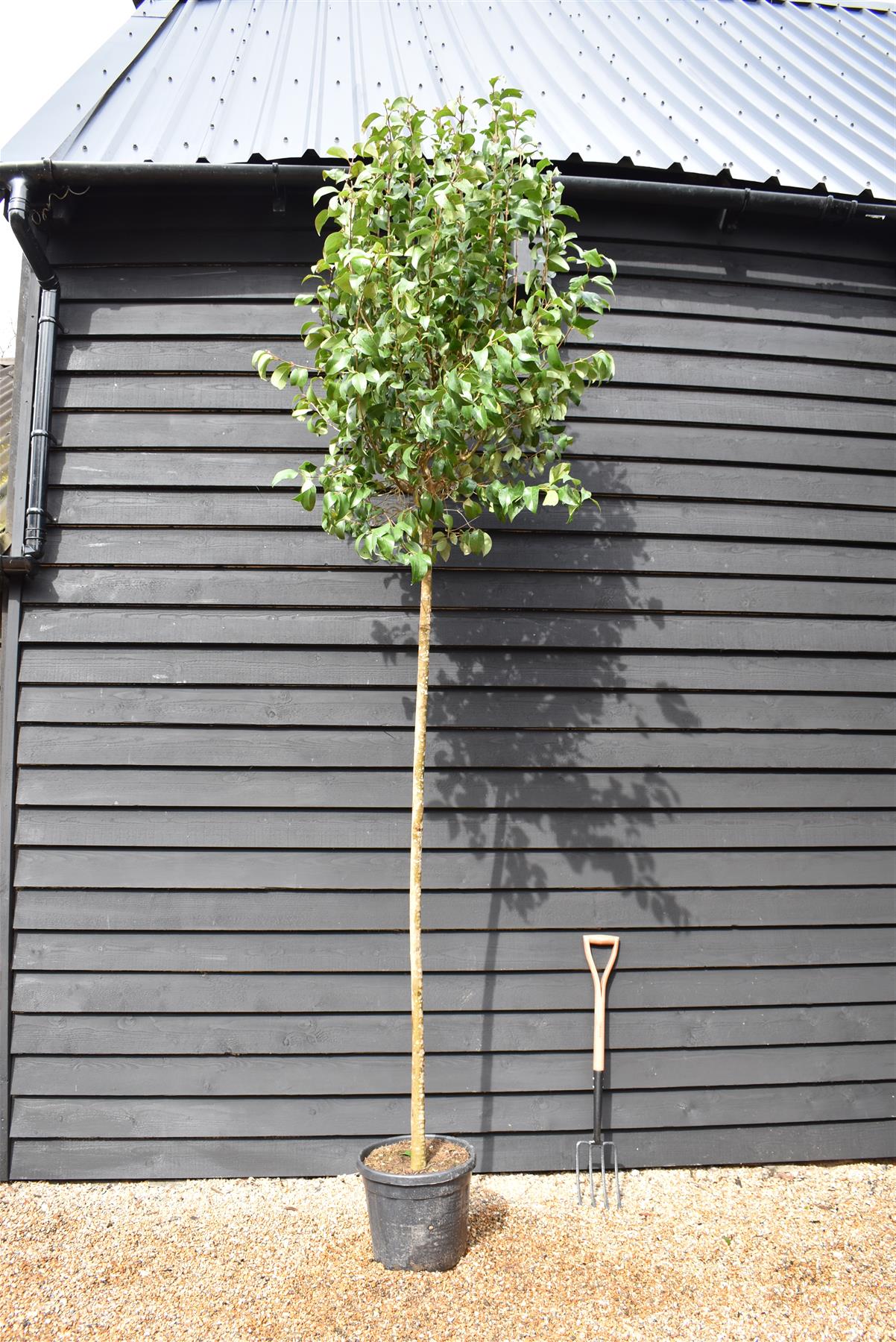 Ligustrum japonicum | Japanese Privet - Standard - Girth 14-16cm - Height - 260-280cm - 55lt