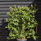 Ilex 'Nellie R. Stevens' | Holly 'Nellie R. Stevens' - Frame - 160-170cm, 45lt