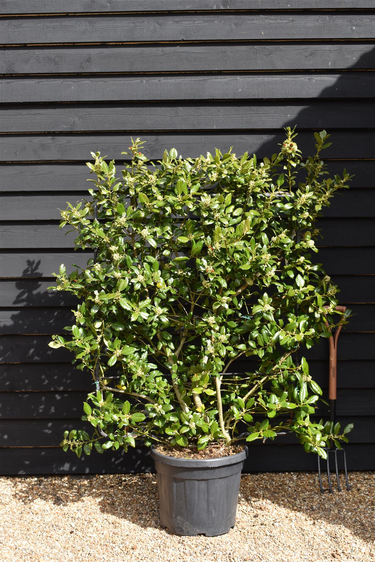 Ilex 'Nellie R. Stevens' | Holly 'Nellie R. Stevens' - Frame - 160-170cm, 45lt