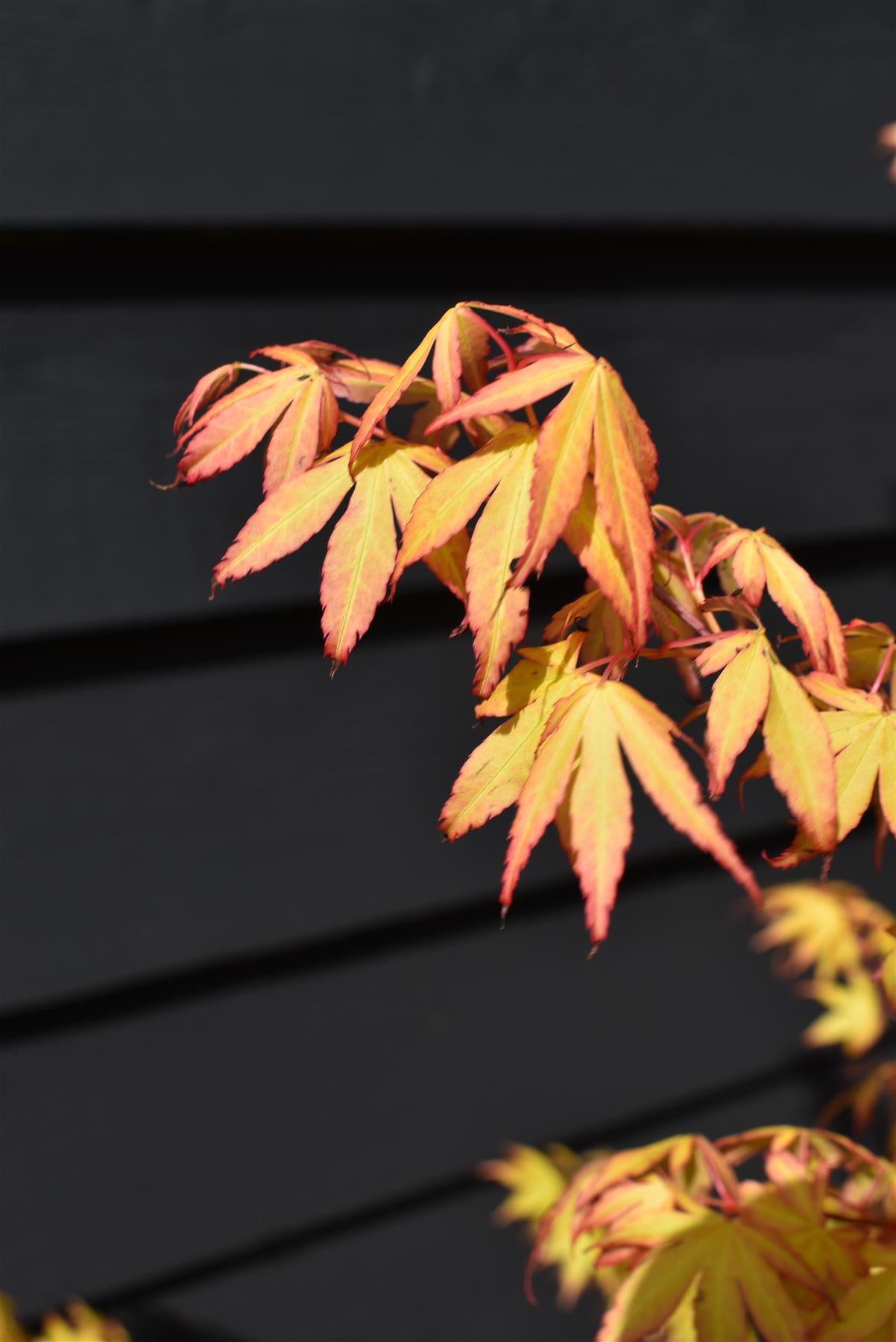 Acer palmatum 'Katsura' | Katsura Japanese Maple - Bushy - 100-150cm - 20lt