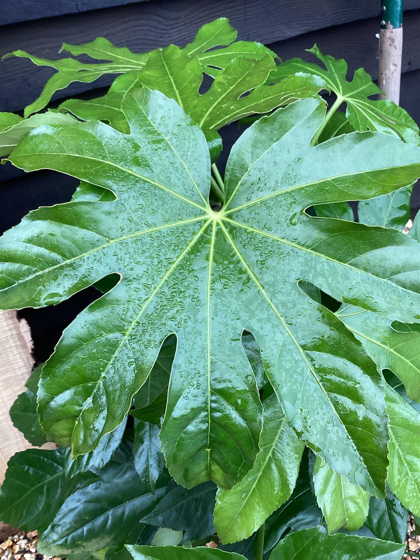 Fatsia japonica | Japanese aralia - 7lt