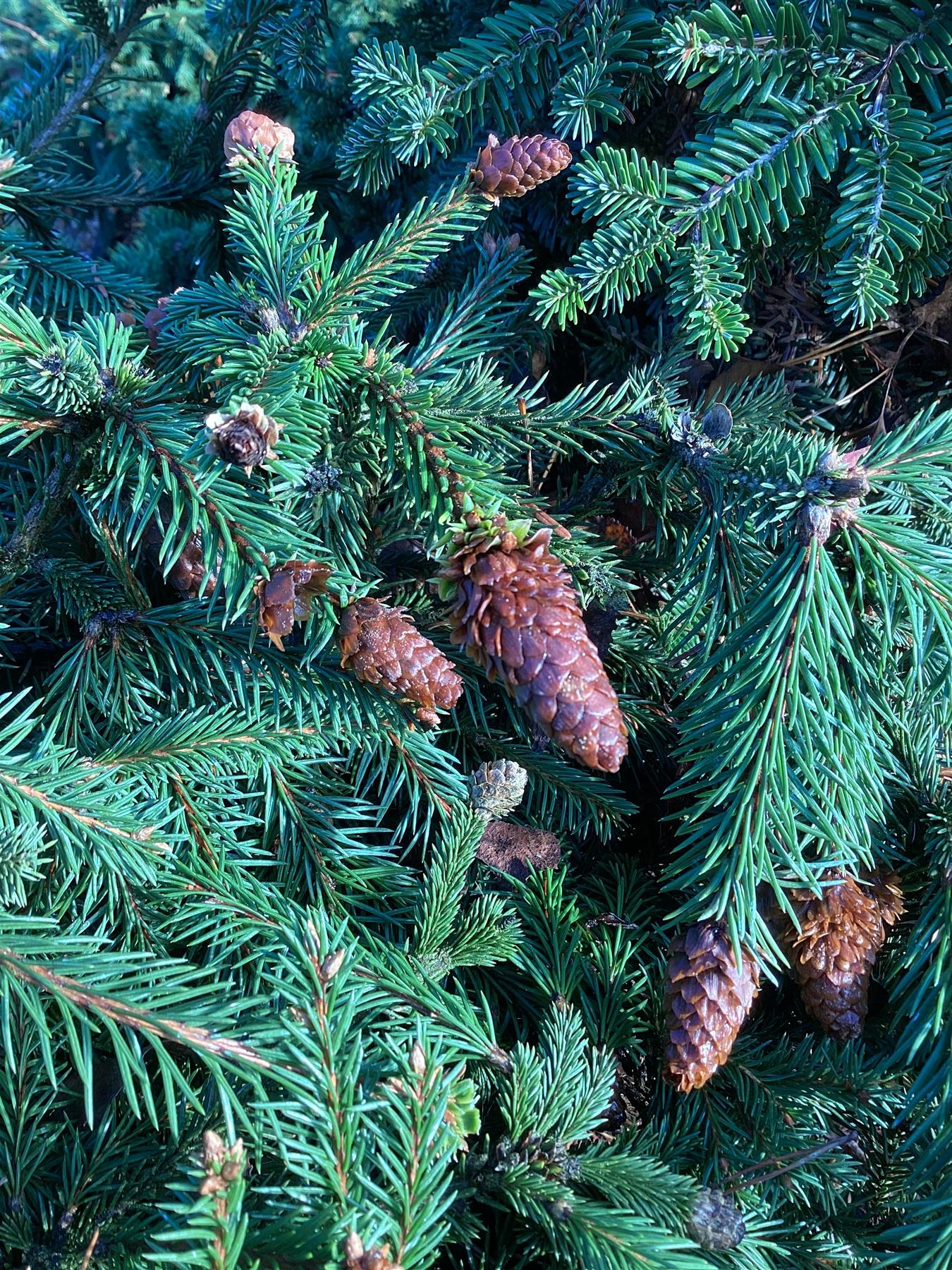 Picea abies Pusch | Norway spruce 'Pusch' - Height 30cm - Width 90-100cm - 35lt