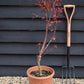 Acer palmatum 'Beni-maiko' | Japanese maple 'Beni-maiko' - Bushy - 110-140cm - 15lt