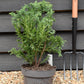 Chamaecyparis obtusa 'Draht' | Hinoki Cypress 'Draht'- Height 40-60cm -5lt