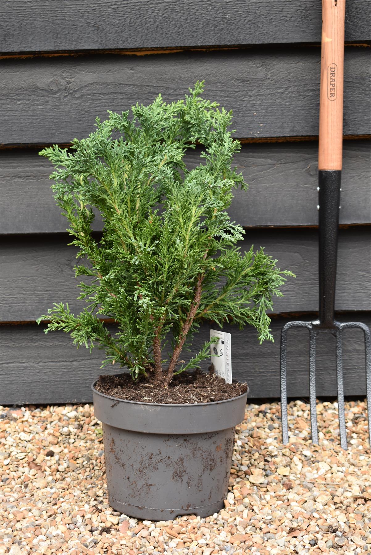 Chamaecyparis obtusa 'Draht' | Hinoki Cypress 'Draht'- Height 40-60cm -5lt