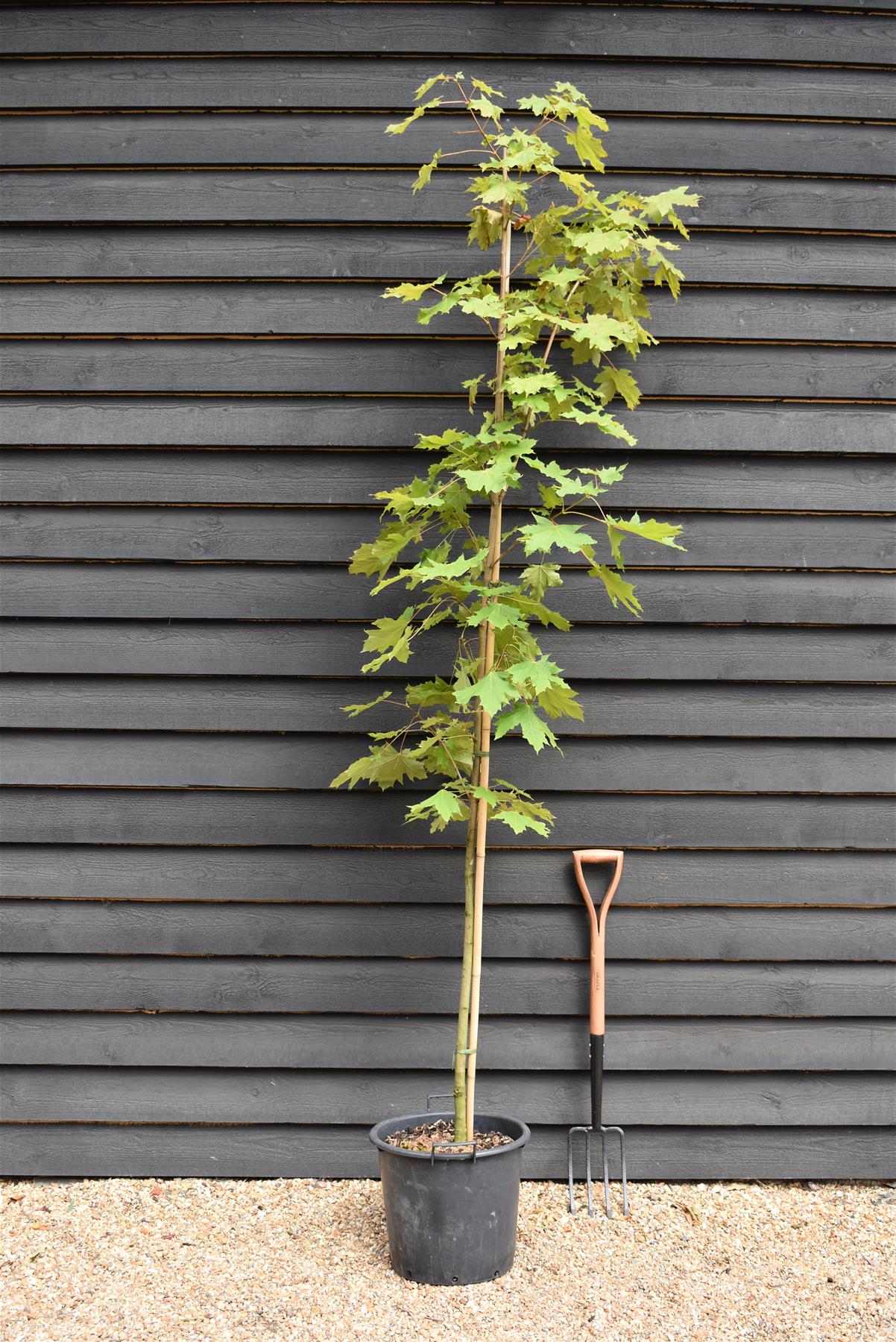 Acer Platanoides  | Norway Maple - Height 240-260cm - 30lt