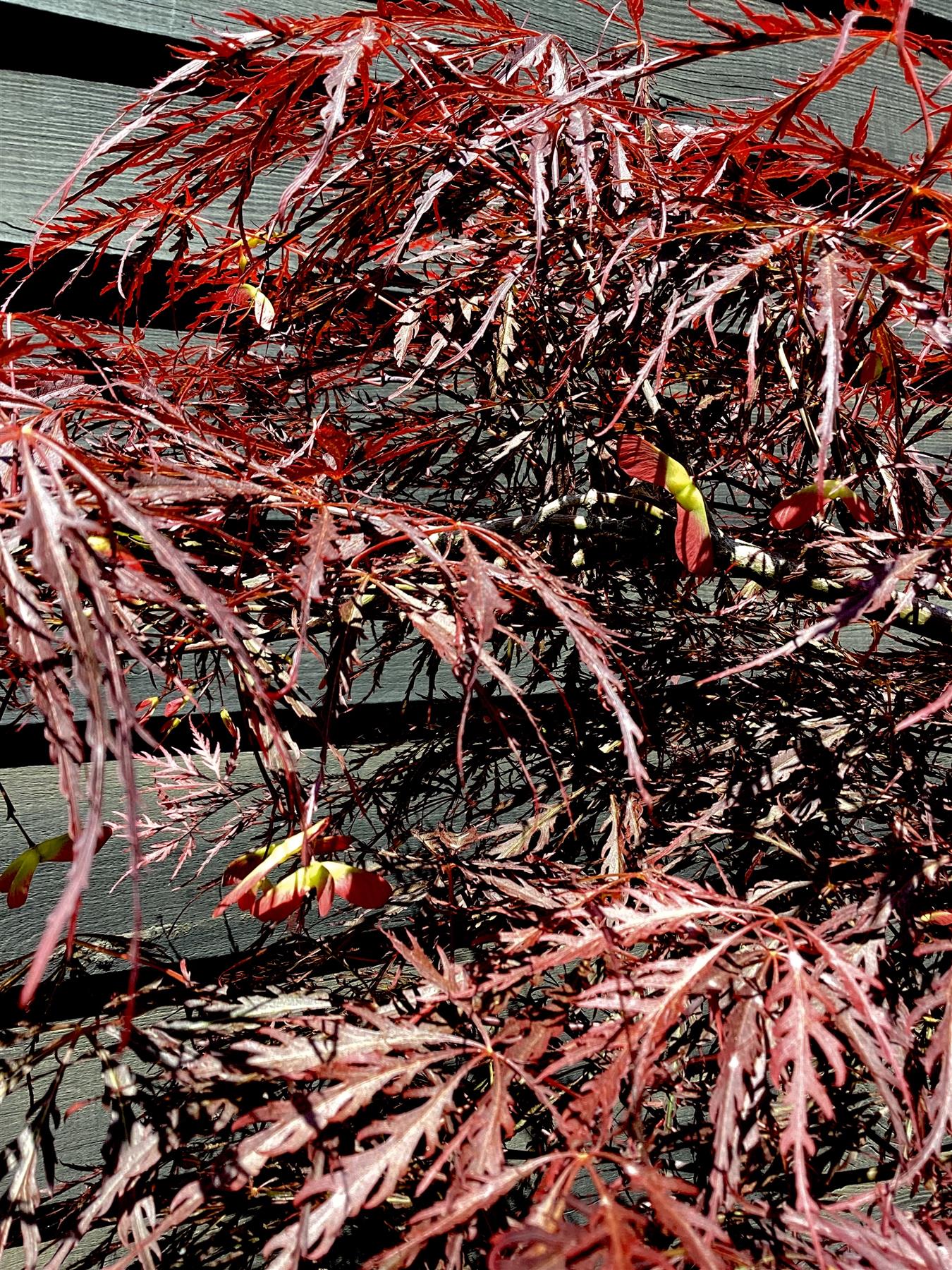 Acer palmatum Inaba-Shidare | Japanese maple 'Inaba-shidare' - 150-170cm - 1/2 Std - 110lt