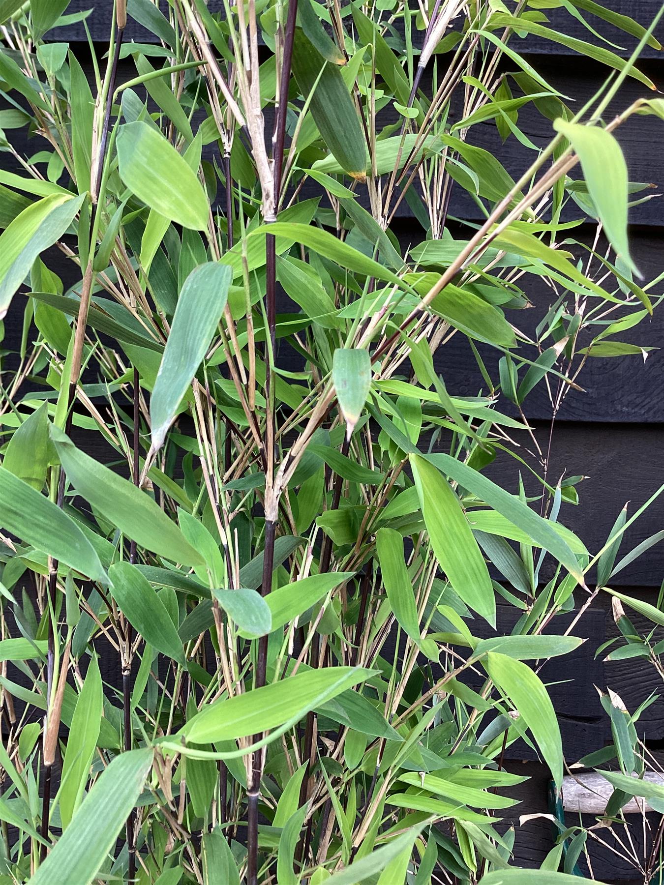 Fargesia nitida 'Pillar' | Black Pearl Bamboo - 140-160cm - 10lt