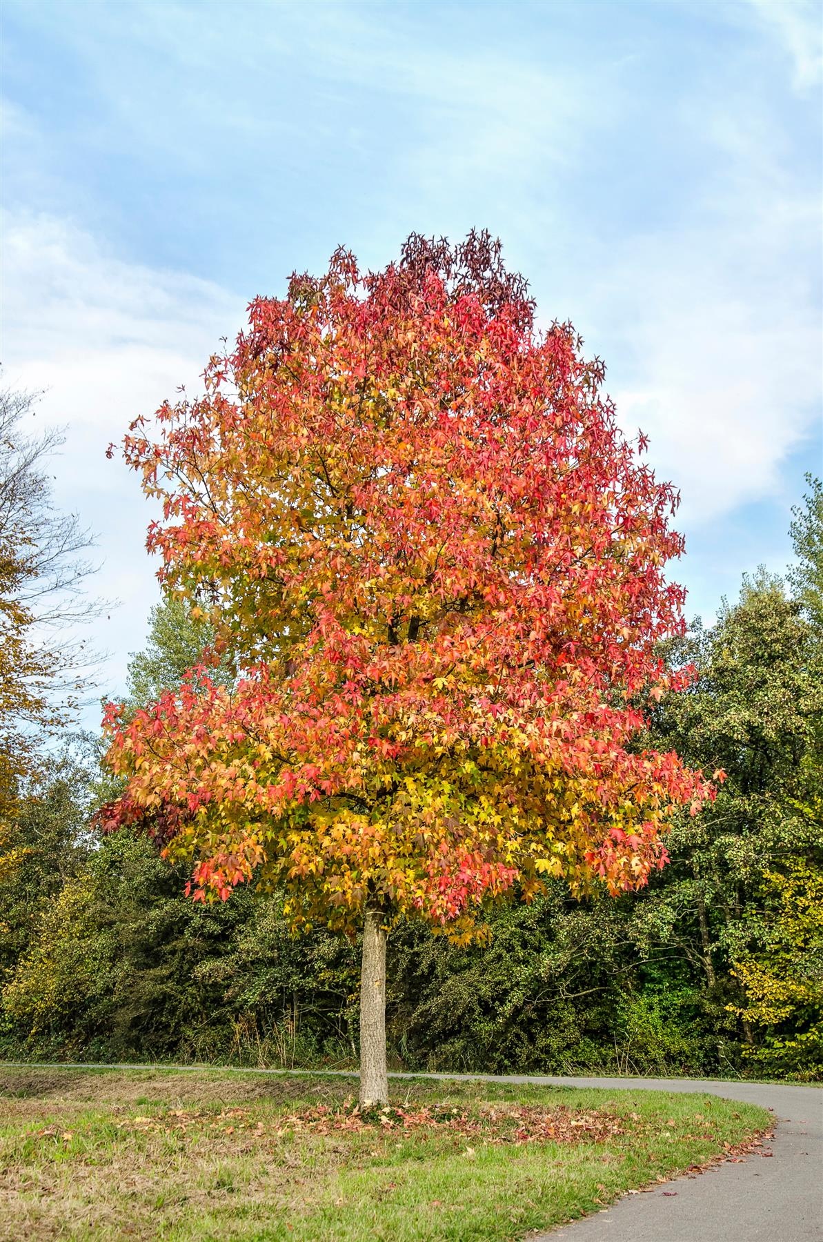 Liquidambar styraciflua | Sweet Gum Tree - 440-450cm, 90lt